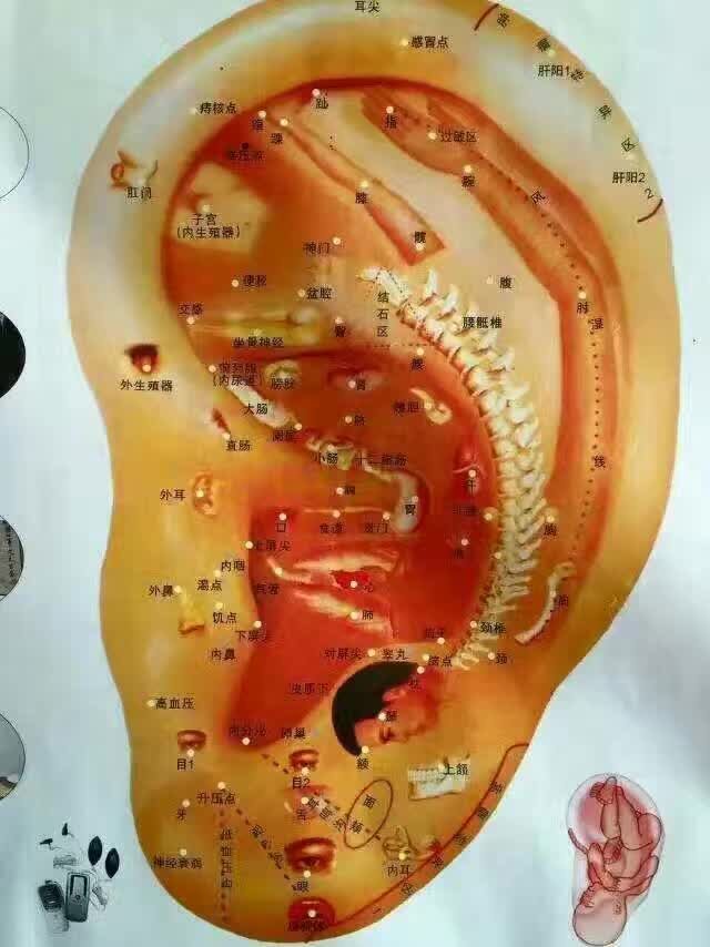 【耳穴】耳穴资料(赵红军教授)